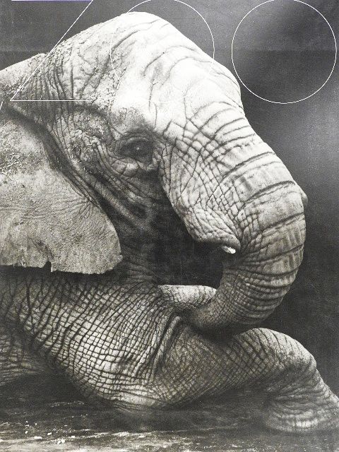 Zoo [antikvár]