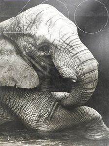 Zoo [antikvár]
