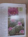 Elisabeth Manke - Kaktuszok [antikvár]
