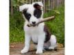 MCG73 - Border Collie 3D Hűtőmágnes 75 X 75 Mm M