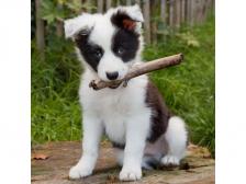 MCG73 - Border Collie 3D Hűtőmágnes 75 X 75 Mm M