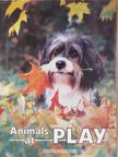 K. M. Kostyal - Animals at Play [antikvár]