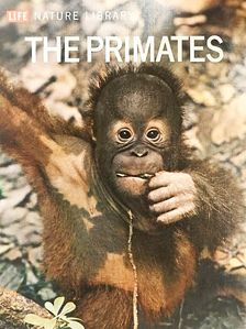 Irven DeVore - The Primates [antikvár]