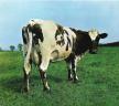 Pink Floyd - ATOM HEART MOTHER CD PINK FLOYD