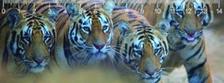 MC907 - Bengal tigers Bengáli tigrisek 3D vonalzó 148 * 55 MM