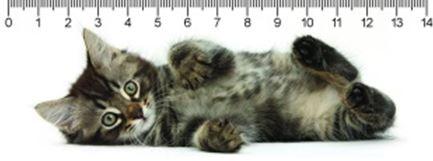 MC910 - Tabby kitty Cica 3D vonalzó 148 * 55 MM