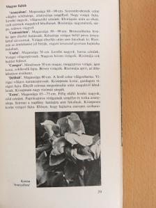 Dr. Nagy Béla - Gumós és gyöktörzses kerti virágok [antikvár]