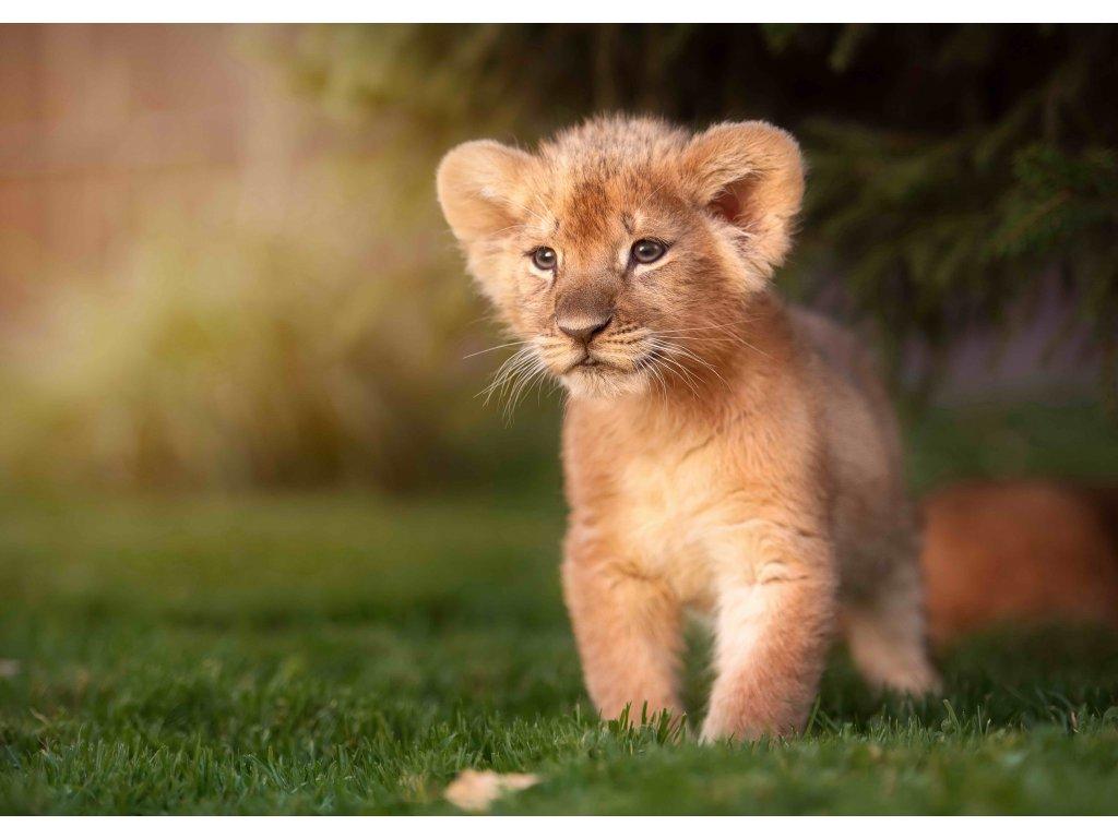 MCZ66 - Lion Prince