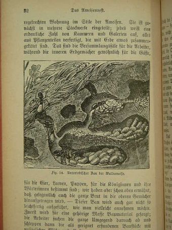 Ameisen und Ameisenseele [antikvár]