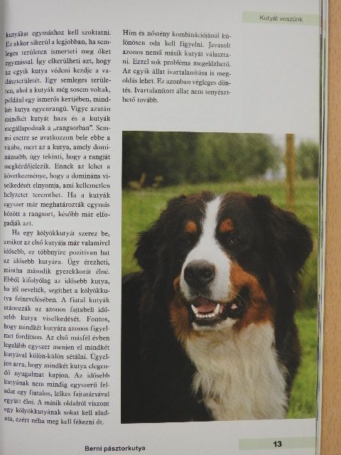 Berni pásztorkutya [antikvár]
