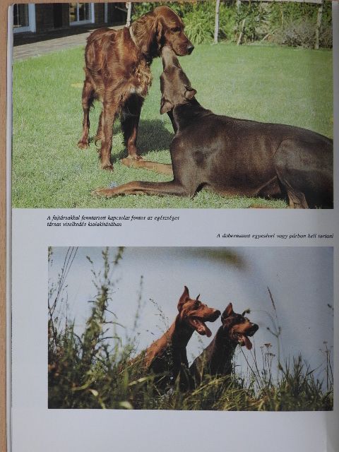 Reinhild Klein - A dobermann [antikvár]