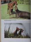 Reinhild Klein - A dobermann [antikvár]