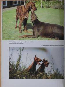 Reinhild Klein - A dobermann [antikvár]