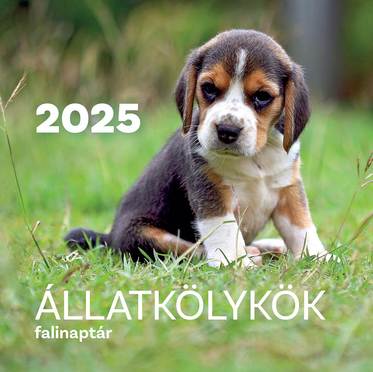 tkk team - Állatkölykök