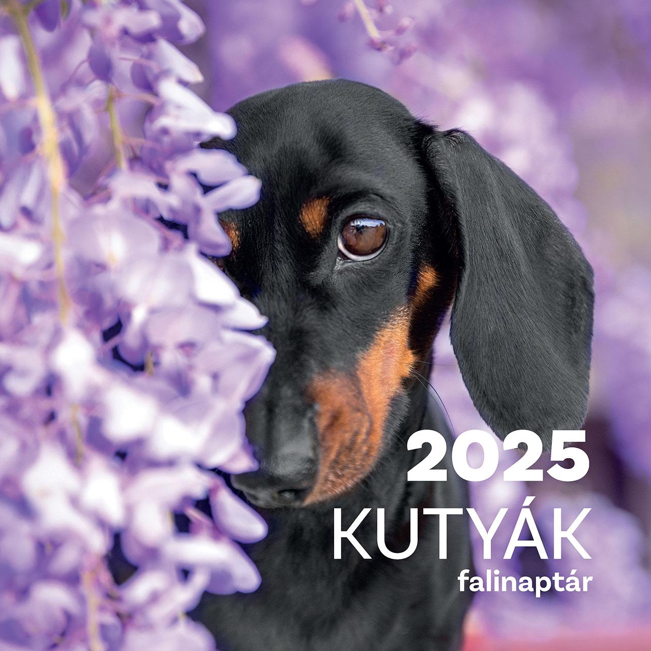 tkk team - Kutyák