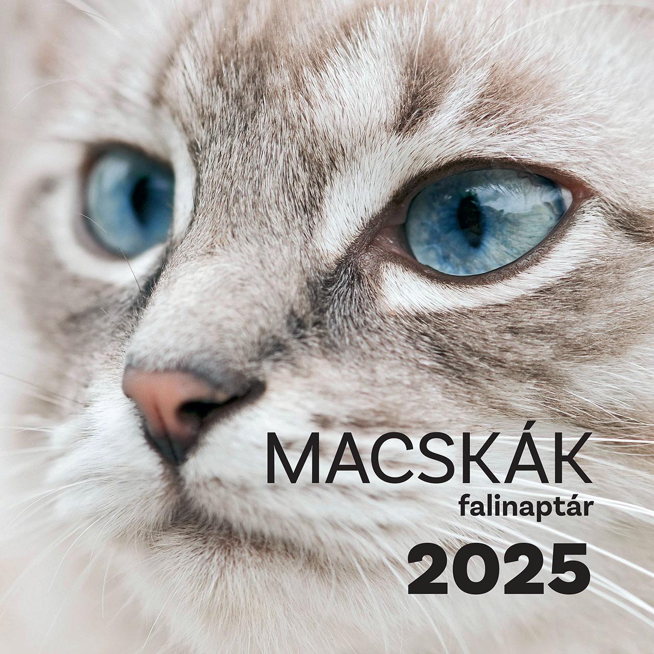 tkk team - Macskák