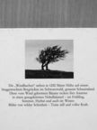 Ellen Schlüter - Wann Endlich Reisst der Himmel auf [antikvár]