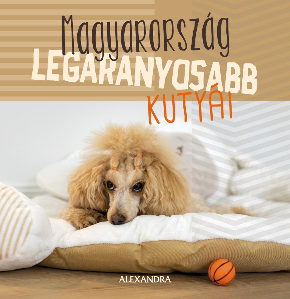 .- - Magyarország legaranyosabb kutyái