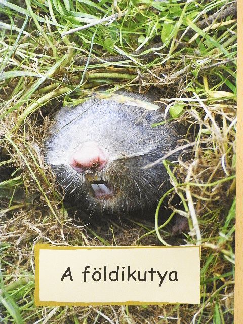 Dr. Horváth Róbert - A földikutya [antikvár]