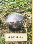 Dr. Horváth Róbert - A földikutya [antikvár]