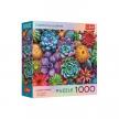 Square Box with poster - Colorful Succulents