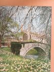 Olwen Hedley - Cambridge [antikvár]