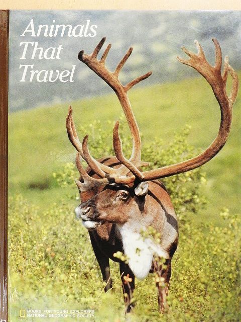 Jennifer C. Urquhart - Animals That Travel [antikvár]