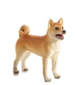 MJ387140 - Kutya shiba inu M