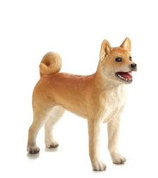 MJ387140 - Kutya shiba inu M