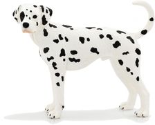 MJ387248 - Dalmata M