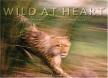 Godwin, Peter, Johns, Chris - Wild at Heart: Man and Beast in Southern Africa [antikvár]