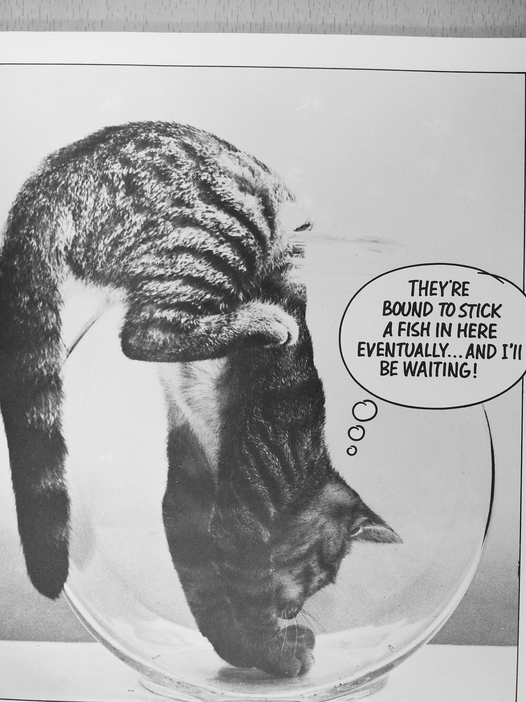 Cat Chat [antikvár]