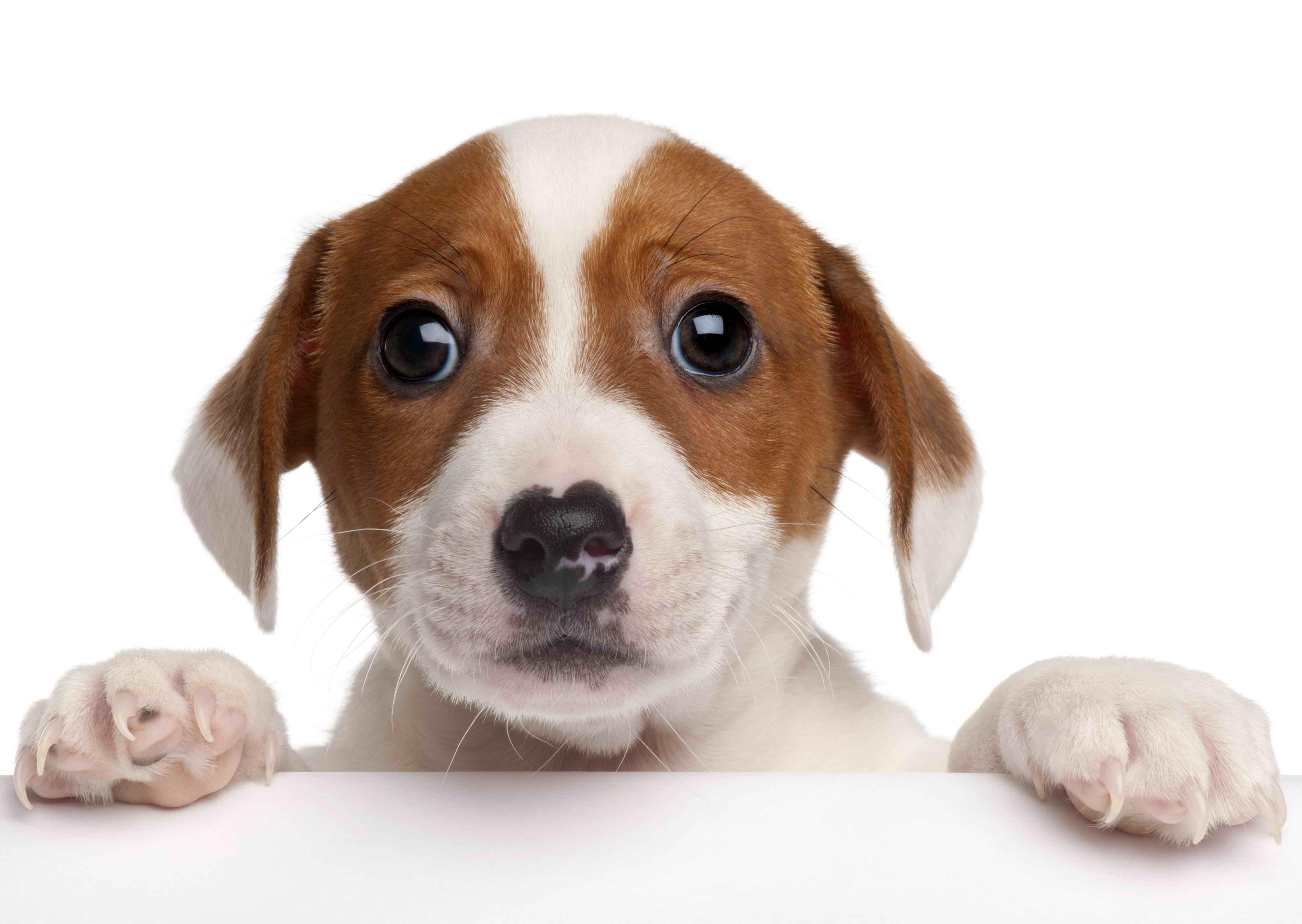 MPS48 - JACK RUSSEL 3D KÉPESLAP