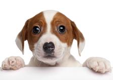 MPS48 - JACK RUSSEL 3D KÉPESLAP