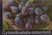 BRÓZIK SÁNDOR - Gyümölcsfajta-ismertető [antikvár]