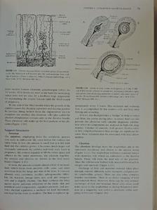 Bonnie Lang Silverman - Maternal-Infant Nursing Care/Instructor's Resource Manual to Accompany Maternal-Infant Nursing Care [antikvár]