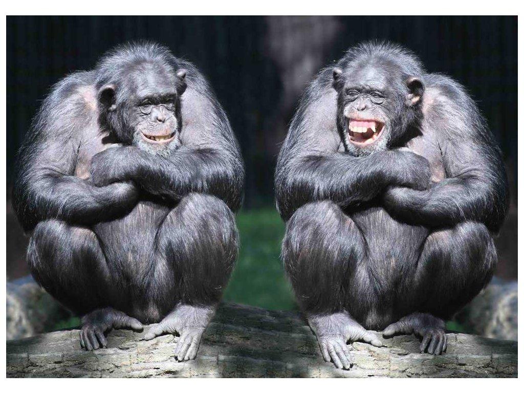MCZ61 - CHIMPS 3D képeslap 148x105