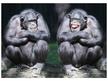 MCZ61 - CHIMPS 3D képeslap 148x105