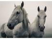 MPF24 - WHITE HORSES 3D képeslap 148x105