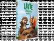Latte és a titokzatos varázskő DVD