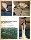 Novakowski, N. S. - Whooping crane population dynamics on the nesting grounds, Wood Buffalo National Park, Northwest Territories, Canada (A Lármás daru populációjának változásai fészkelőhelyén, Wood Buffalo Nemzeti Park Észak-Nyugat Kanadában) [antikvár]