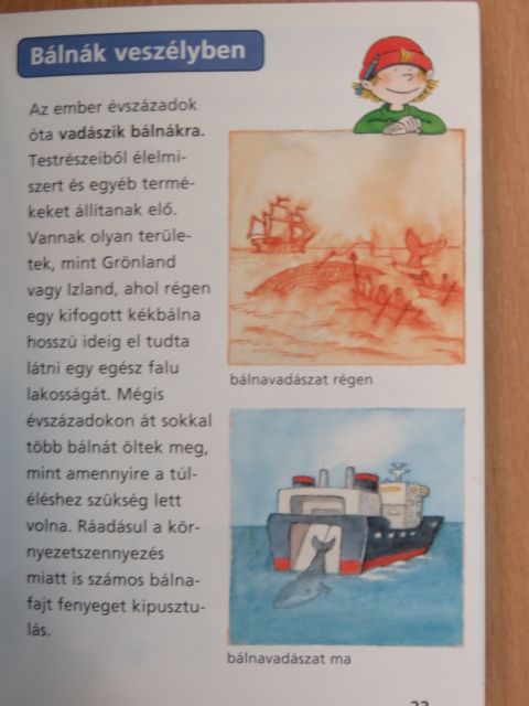 Cordula Thörner - Bálnák és delfinek [antikvár]