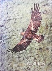 Ann Zwinger - Audubon July 1977 [antikvár]