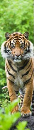 MCZ40 - BENGAL TIGER