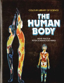 Irene Fekete, Peter Dorrington Ward - The Human Body [antikvár]