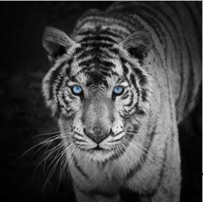 MCZ35 - WHITE TIGER