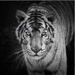 MCZ35 - WHITE TIGER
