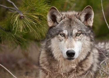 MCZ30 - WOLF