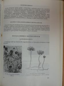 Alföldy Zoltán - Orvosi mikrobiológia-immunitástan-parazitológia [antikvár]