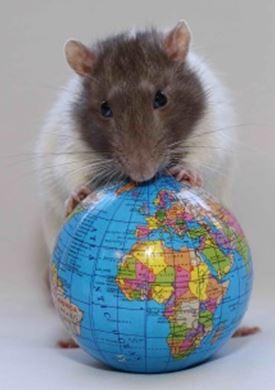 MPS25 - EARTH RAT